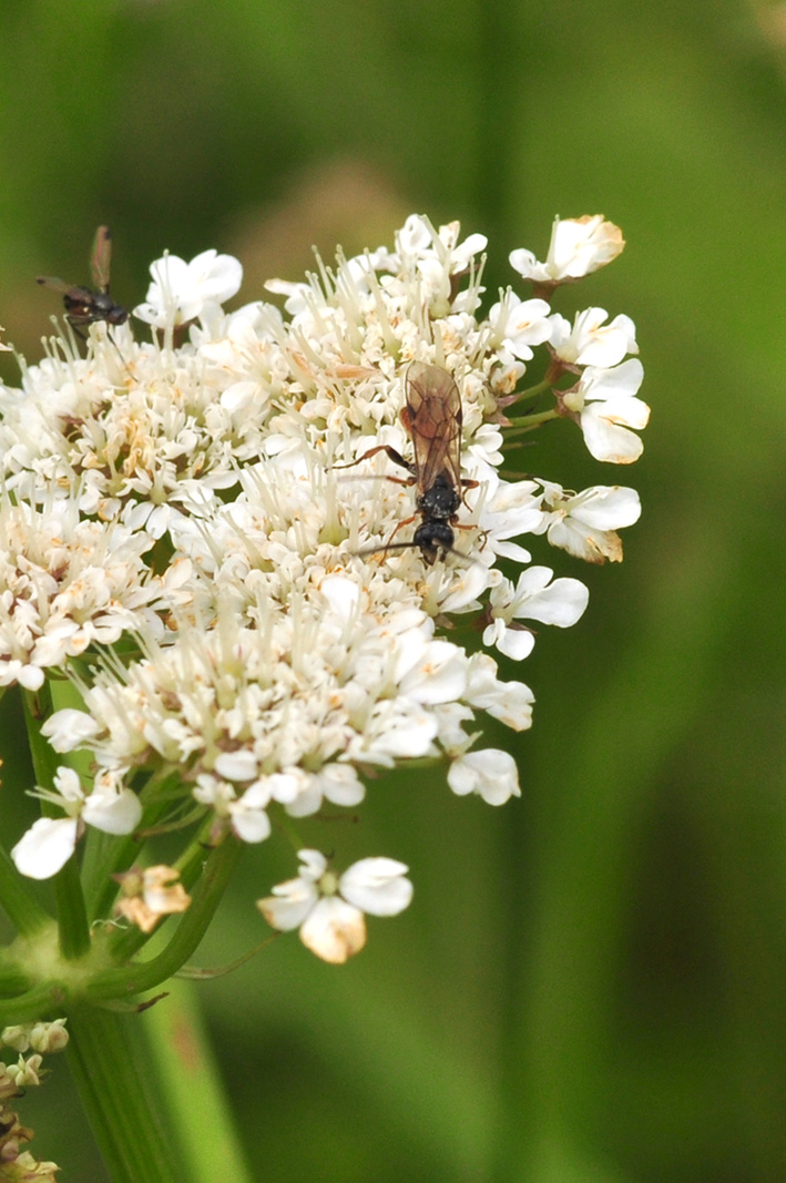 Piccolo Ichneumonidae